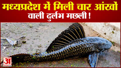 Rare fish found in Madhya Pradesh you will be surprised to see the appearance of four eyes in the