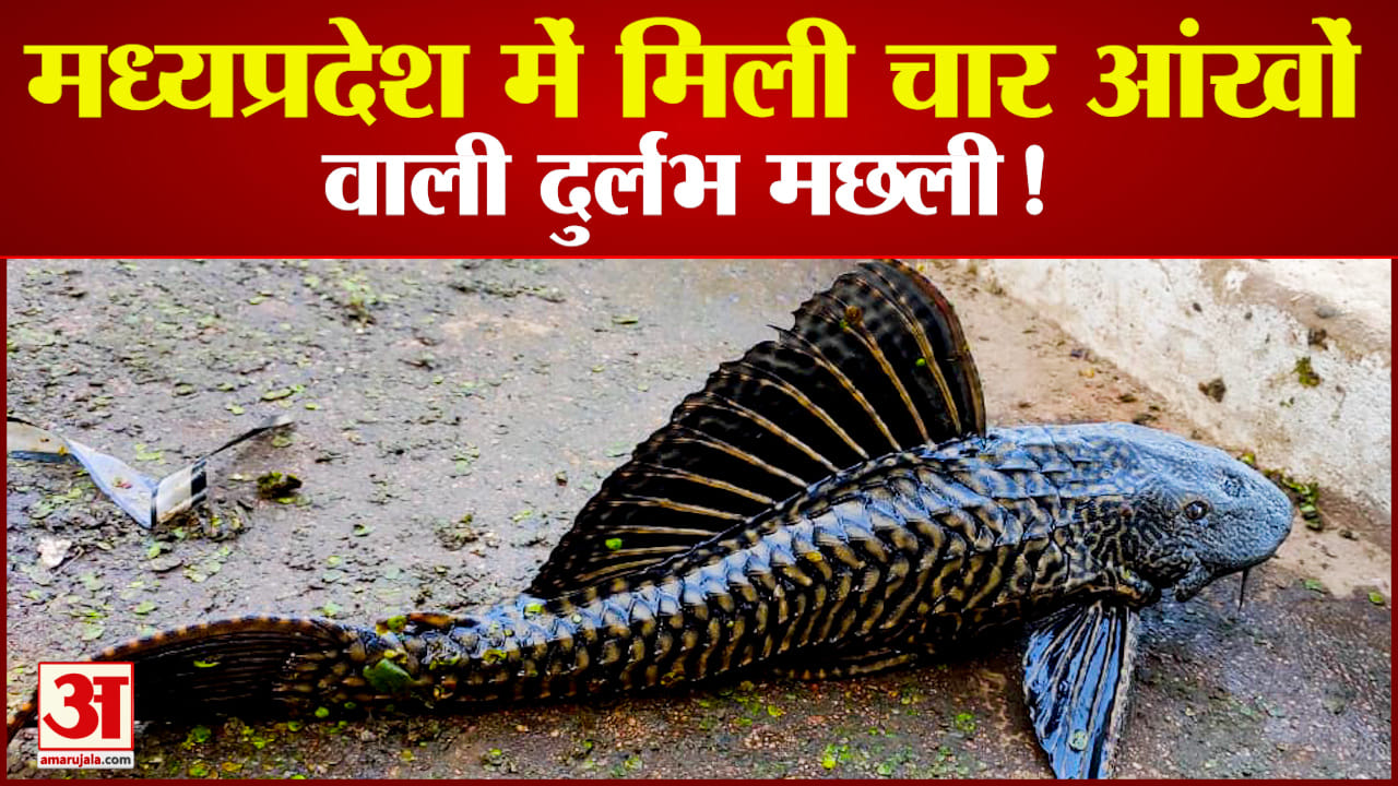 दुर्लभ मछली