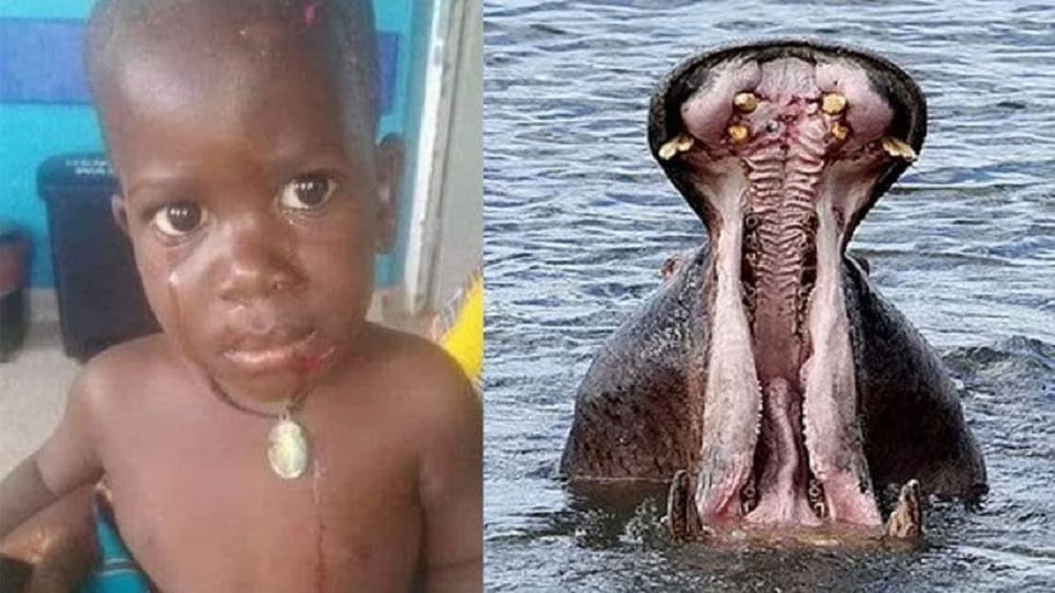 Hippopotamus swallows two-year-old child, spits it out alive