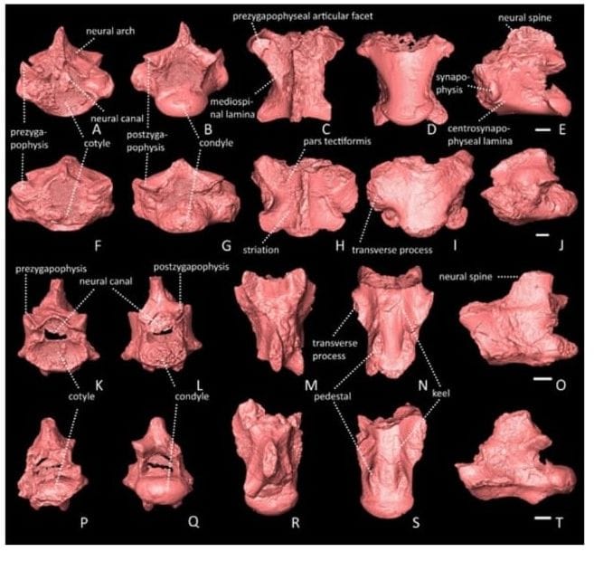 Shivalik hills are the home of reptiles for centuries Revealed in research