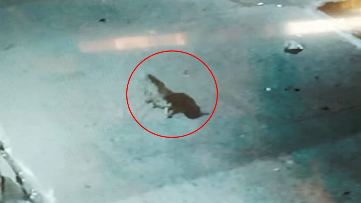 Leopard seen in CCTV camera footage panic among villagers
