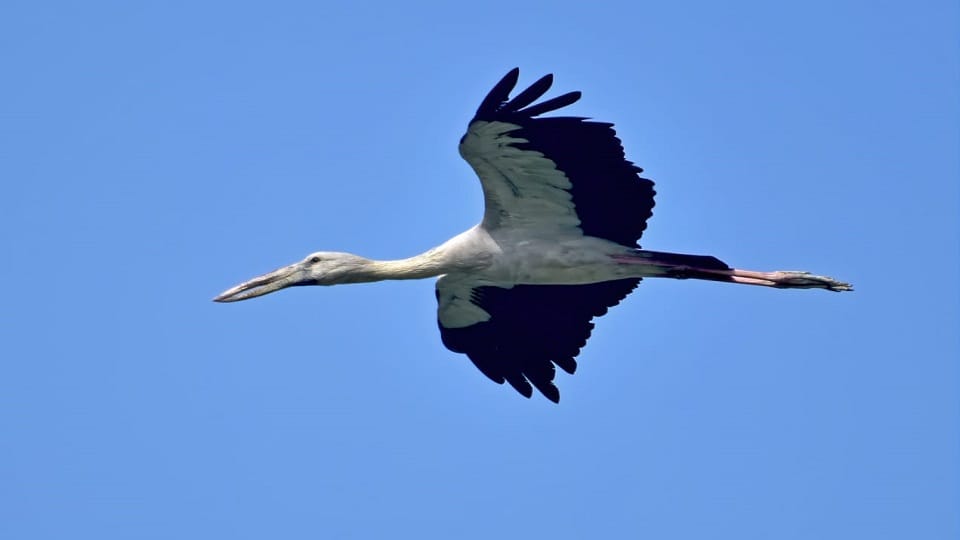 Okhla Bird Sanctuary buzzed with six thousand guest birds