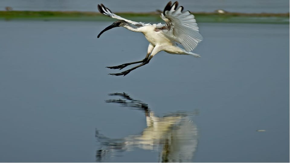 Okhla Bird Sanctuary buzzed with six thousand guest birds