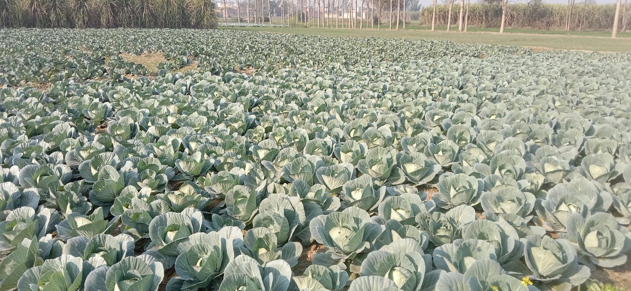 No buyer of closed cabbage, farmers upset