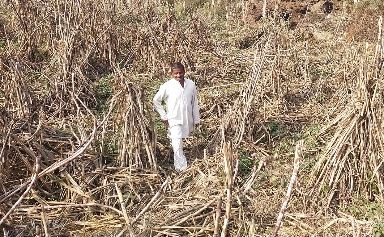 Terror of stray cattle from farm to market