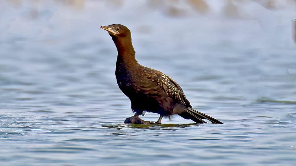 Okhla Bird Sanctuary buzzed with six thousand guest birds
