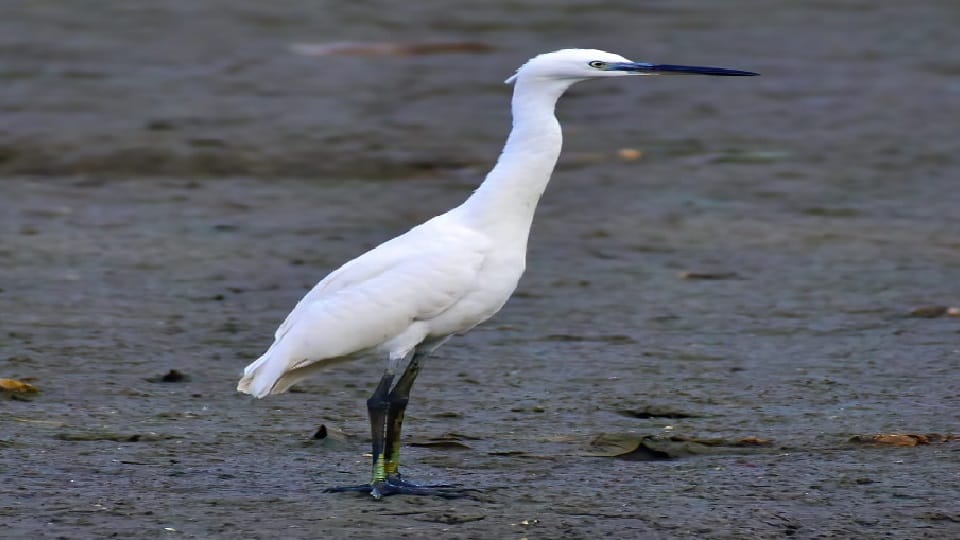 Okhla Bird Sanctuary buzzed with six thousand guest birds