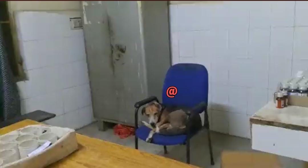 Mainpuri: Photo of a dog sitting on the chair of CHC's medicine counter is going viral