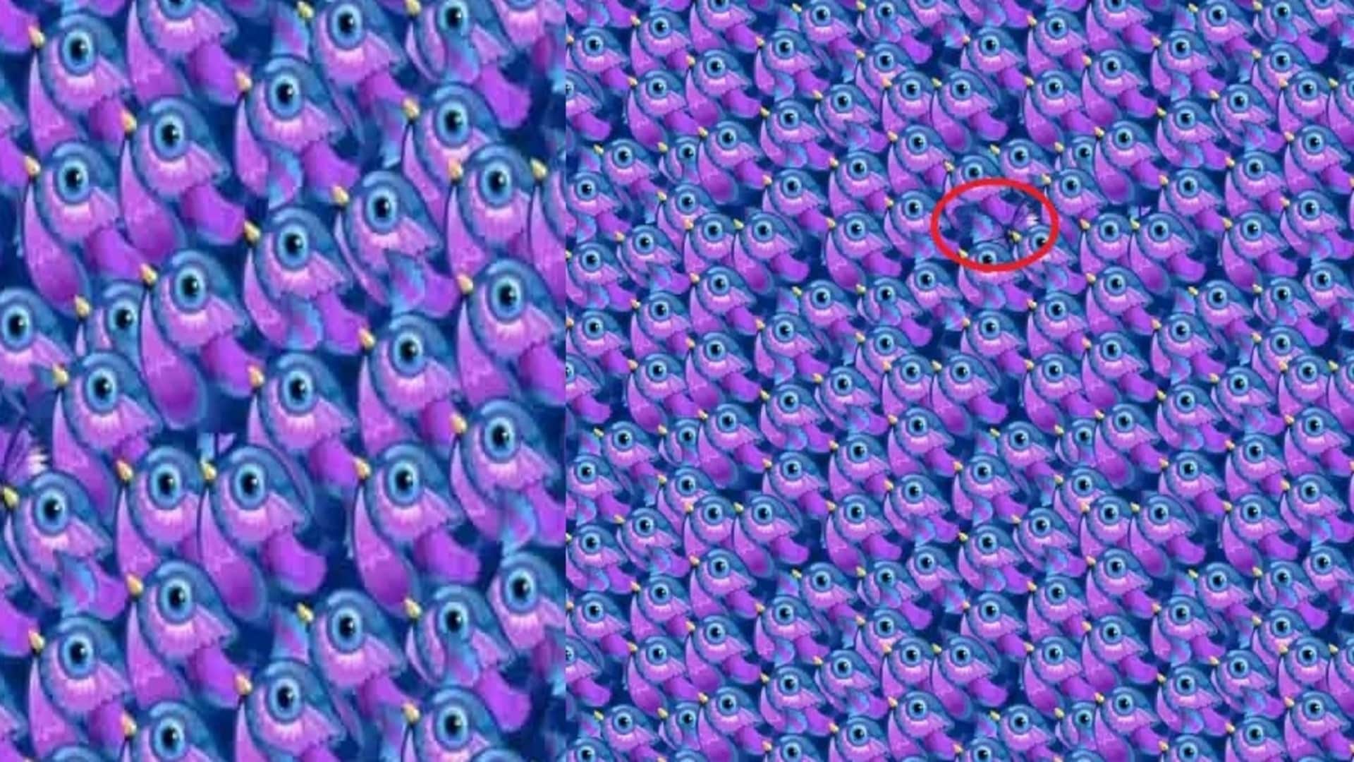Find a Hidden Butterfly in This Viral Optical Illusion Picture Within 11 Seconds Brain Test Puzzle