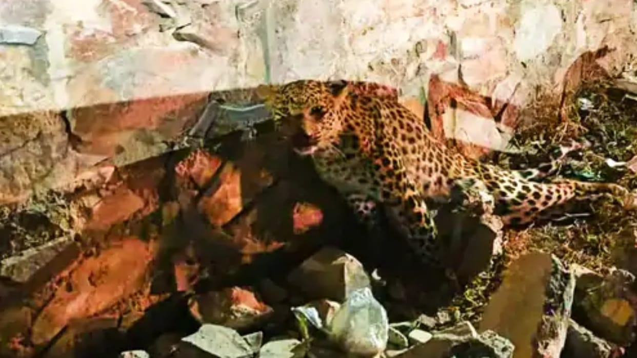 Leopard injured in road accident in Jaipur