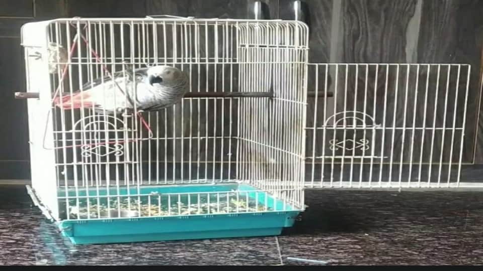 dispute over the ownership of the African parrot reached the police commissioner in Agra