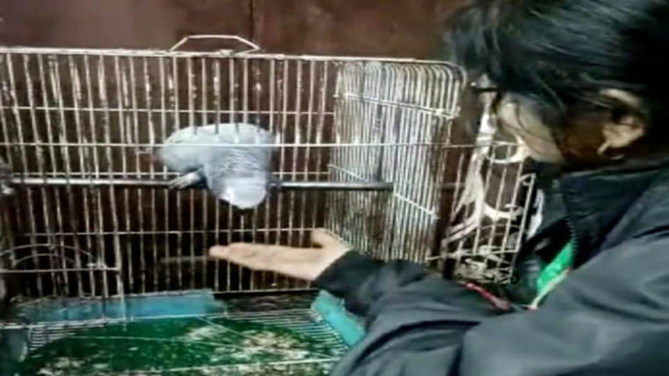 dispute over the ownership of the African parrot reached the police commissioner in Agra