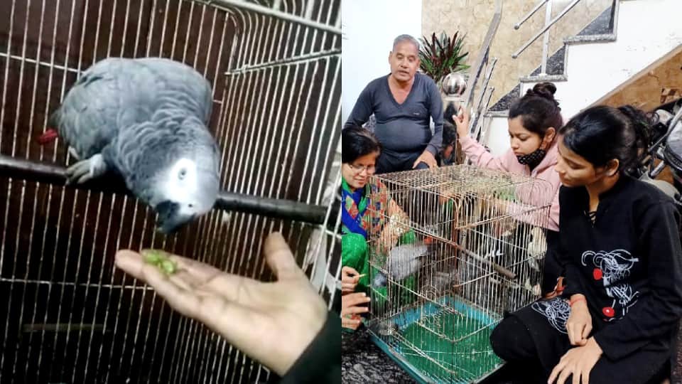 dispute over the ownership of the African parrot reached the police commissioner in Agra