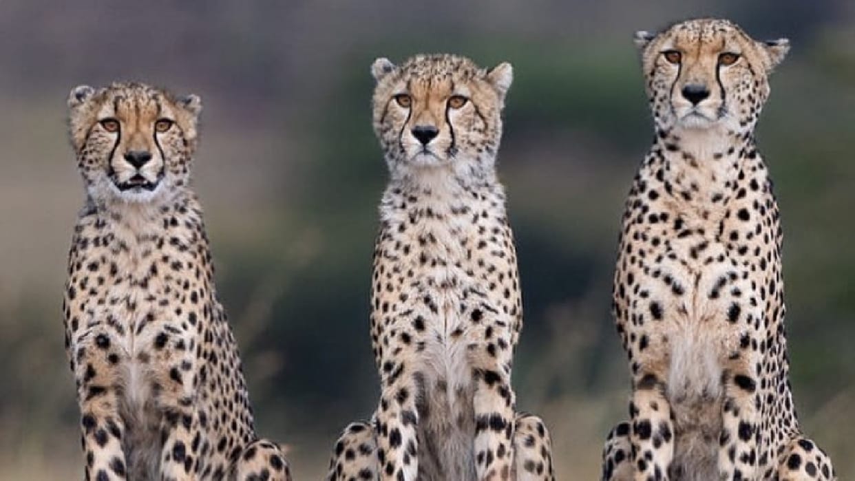 South African Cheetahs to Arrive Soon in Kuno National Park of Madhya Pradesh News in Hindi