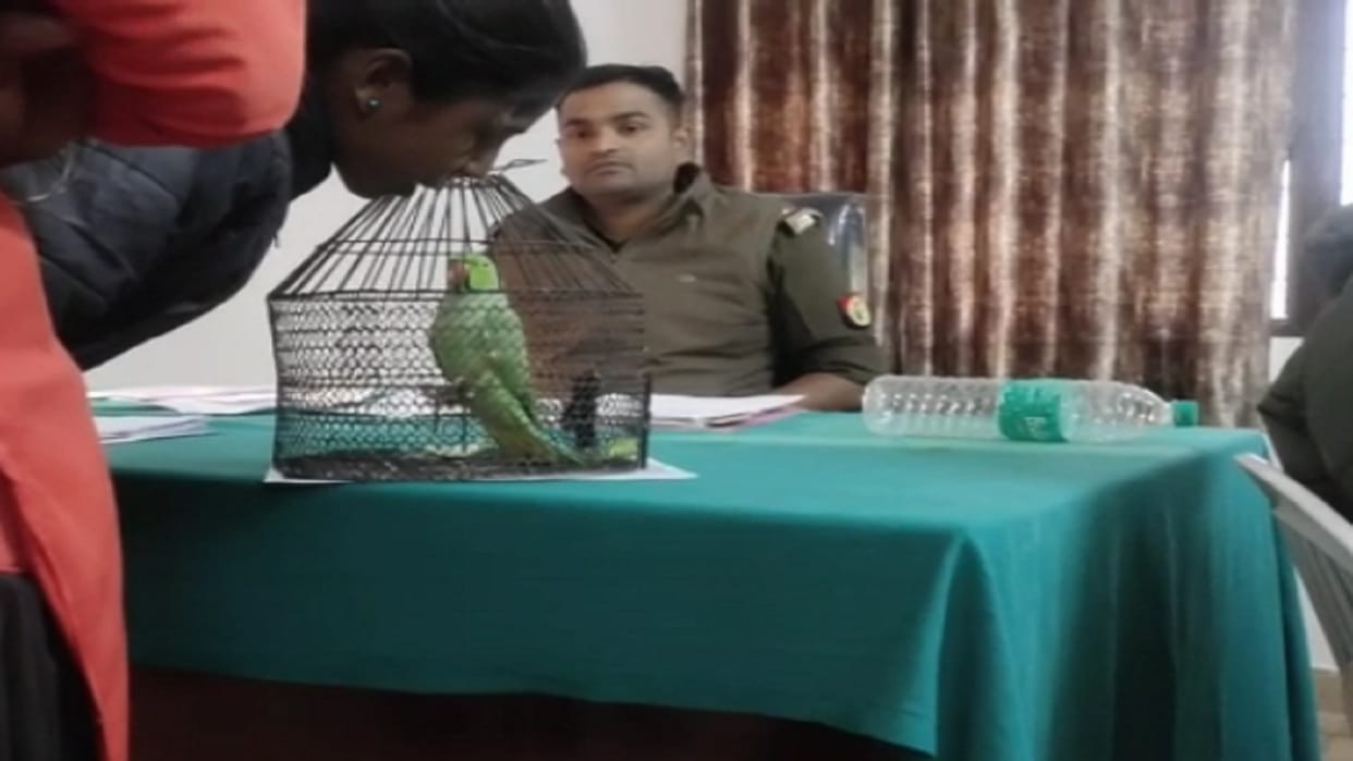 After panchayat lasted two hours in the police station missing parrot returned home