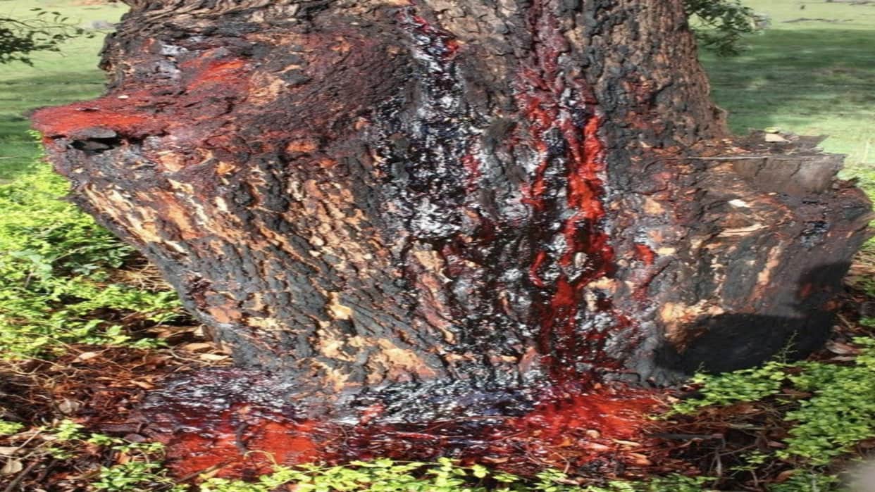 South African Bloodwood Tree: Tree Releases Blood Like Humans after Cut know Facts