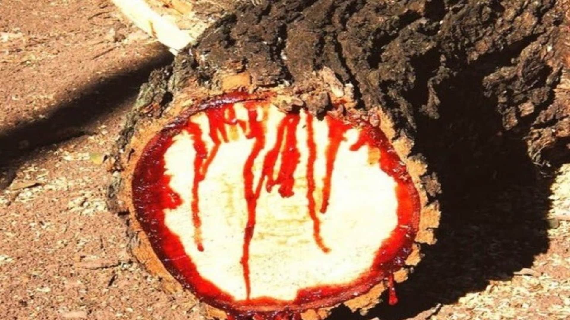 South African Bloodwood Tree: Tree Releases Blood Like Humans after Cut know Facts