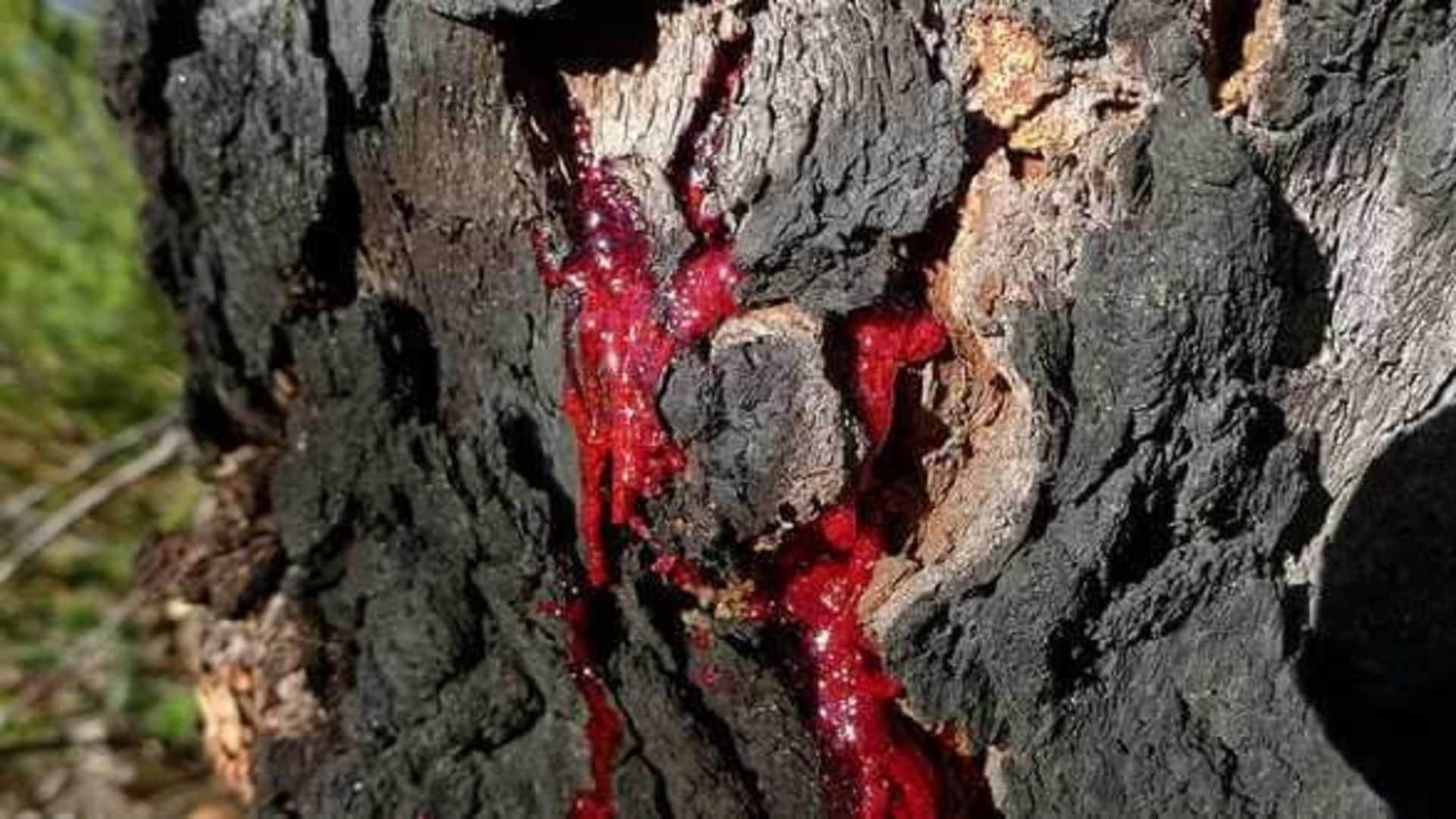 South African Bloodwood Tree: Tree Releases Blood Like Humans after Cut know Facts