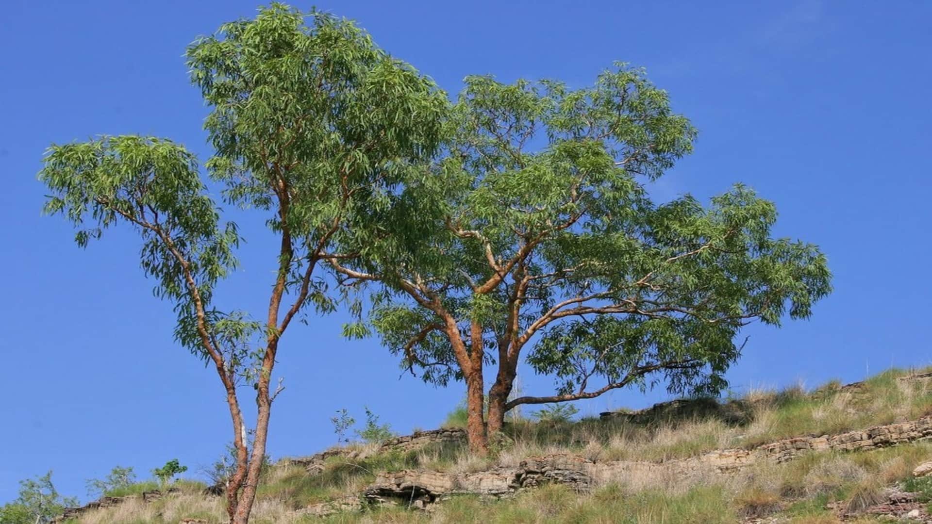 South African Bloodwood Tree: Tree Releases Blood Like Humans after Cut know Facts