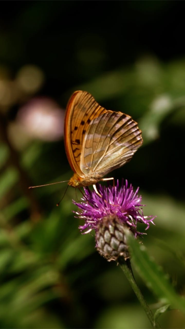 list of Animals With The Shortest Lifespan