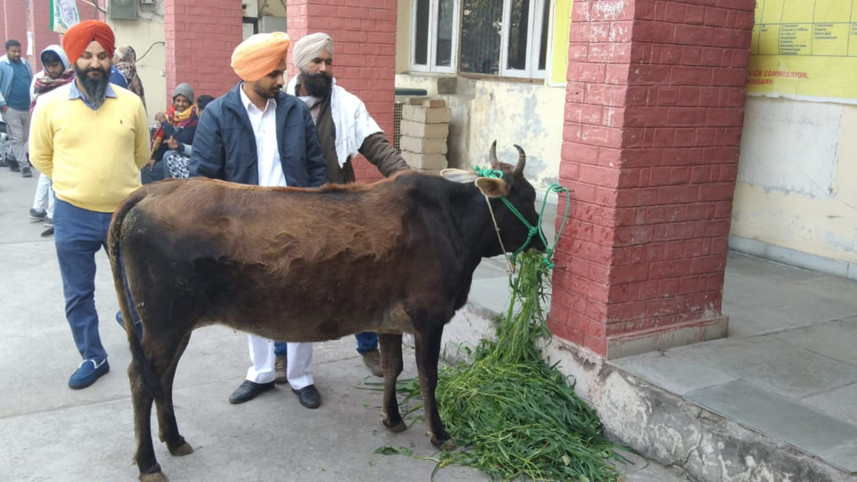 Moradabad Destitute 248 cows have been protected
