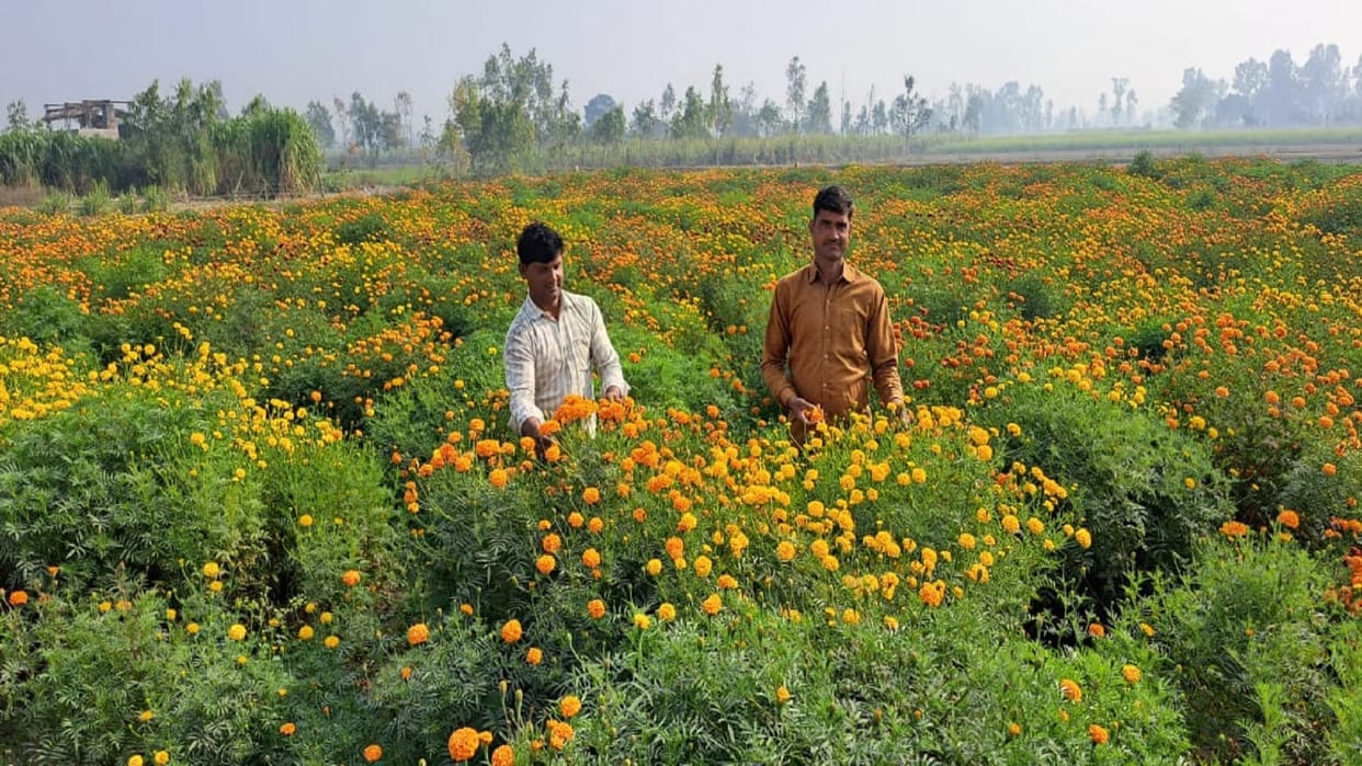 Flowers of Umra Gopalpur are spreading fragrance till Delhi Ghazipur market