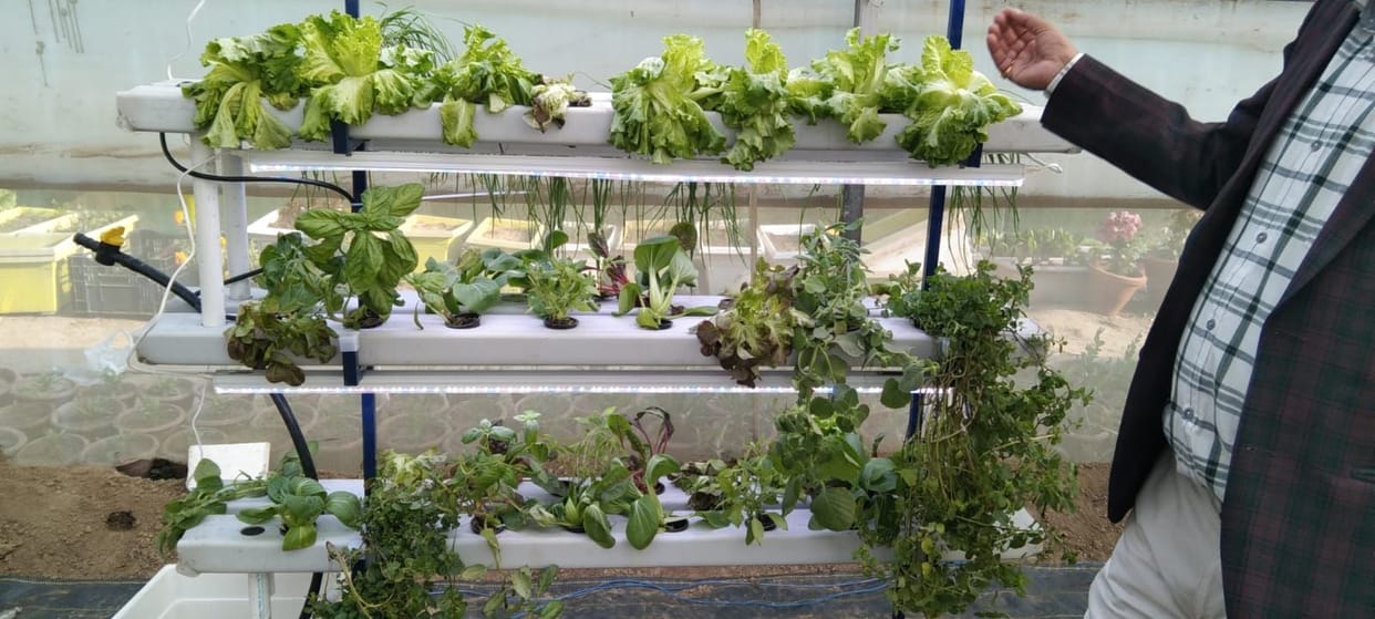 Vegetables will grow in the kitchen without soil from hydroponic system with LED lights
