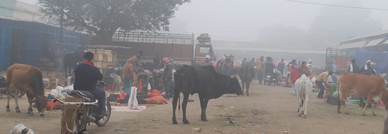 Hathras: Economic loss to the jobbers who are sending stray cattle to the market