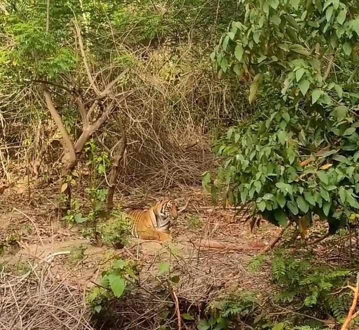 Tiger's shelter became fire station