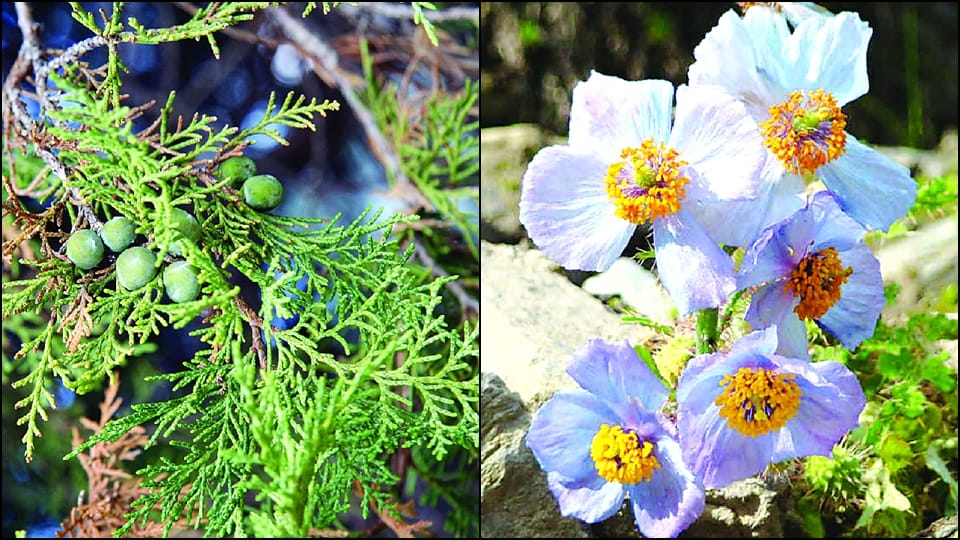 Shukpa and Cernon can be the state trees and flowers of Ladakh