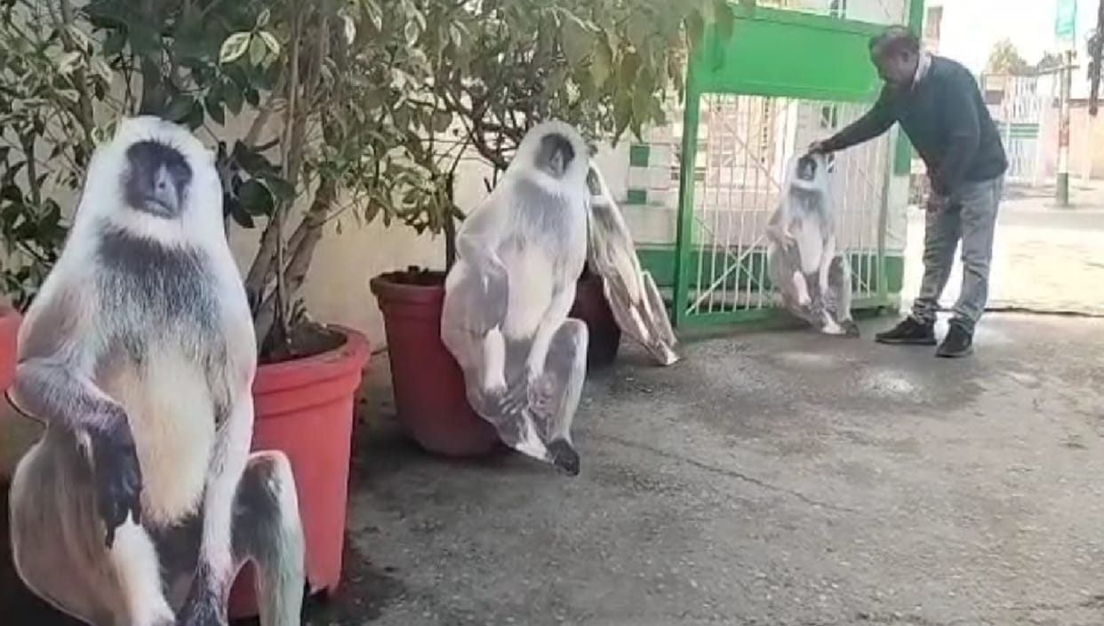 Muzaffarnagar: Dogs and monkeys becomes dangerous, more than a hundred victims reaching hospital every day