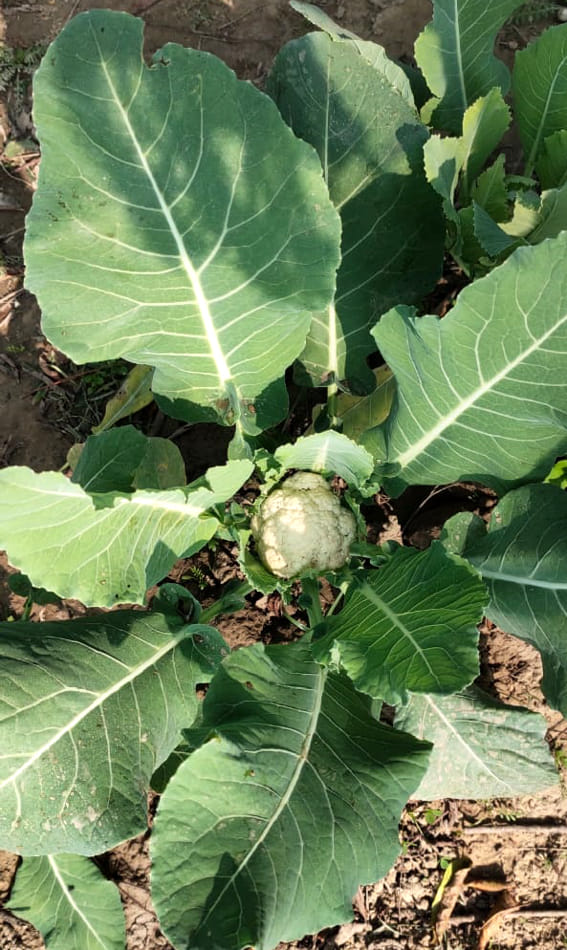 Organic vegetables will be served to students in mid-day meal