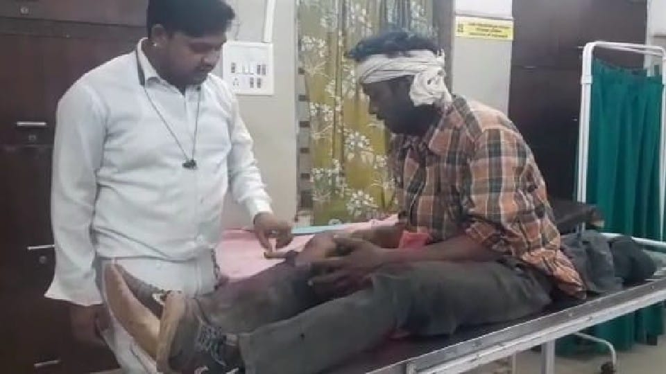 MP News: Bear attacked villager in Damoh, had gone to graze buffalo in Balakot forest