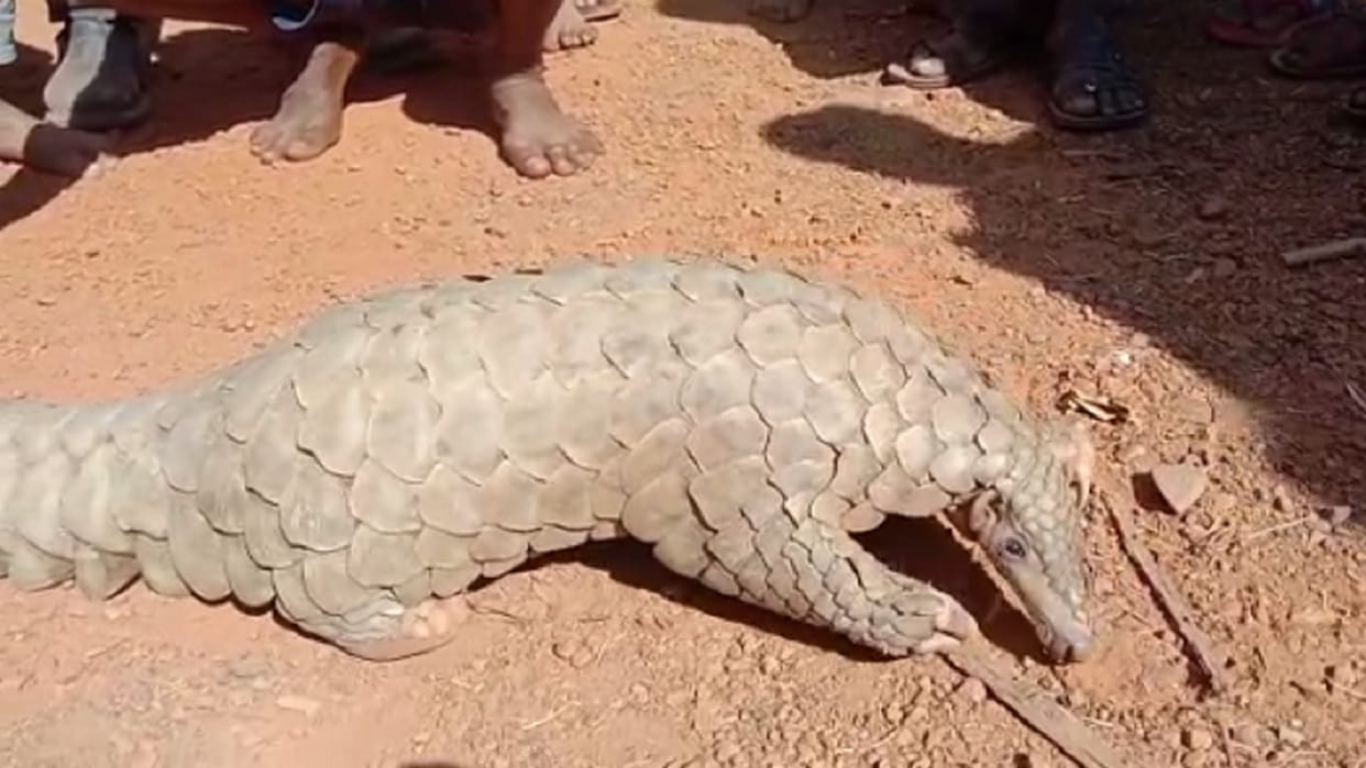 women handed over pangolin to forest department found in manpur area