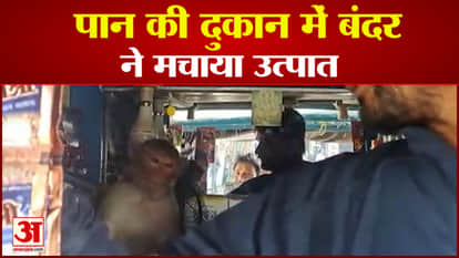 Monkey rampage in Damoh liked the katri in the paan shop tore the packet and created ruckus in the hospital