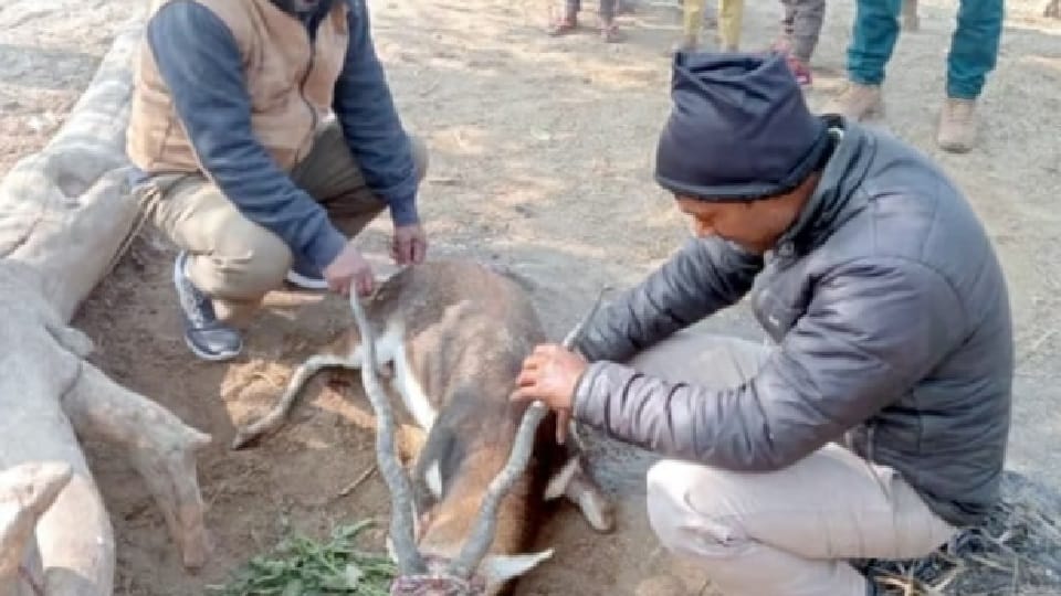 Black buck died during treatment in Sambhal s Pavanas