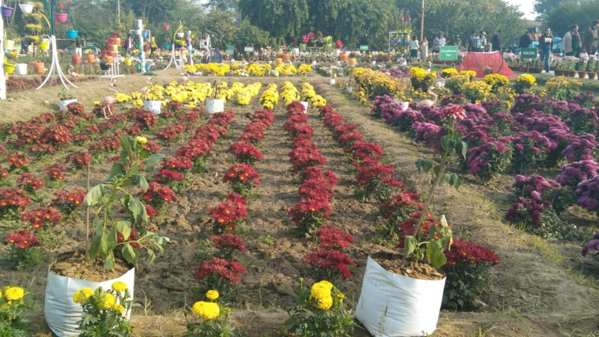 Urban Farming Expo and Flower Festival 2022 organized at Haryana Agricultural University