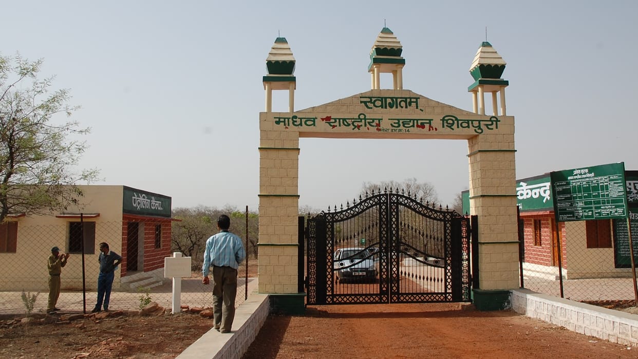 Dead leopard found in Pichor range of Madhav National Park read more in hindi