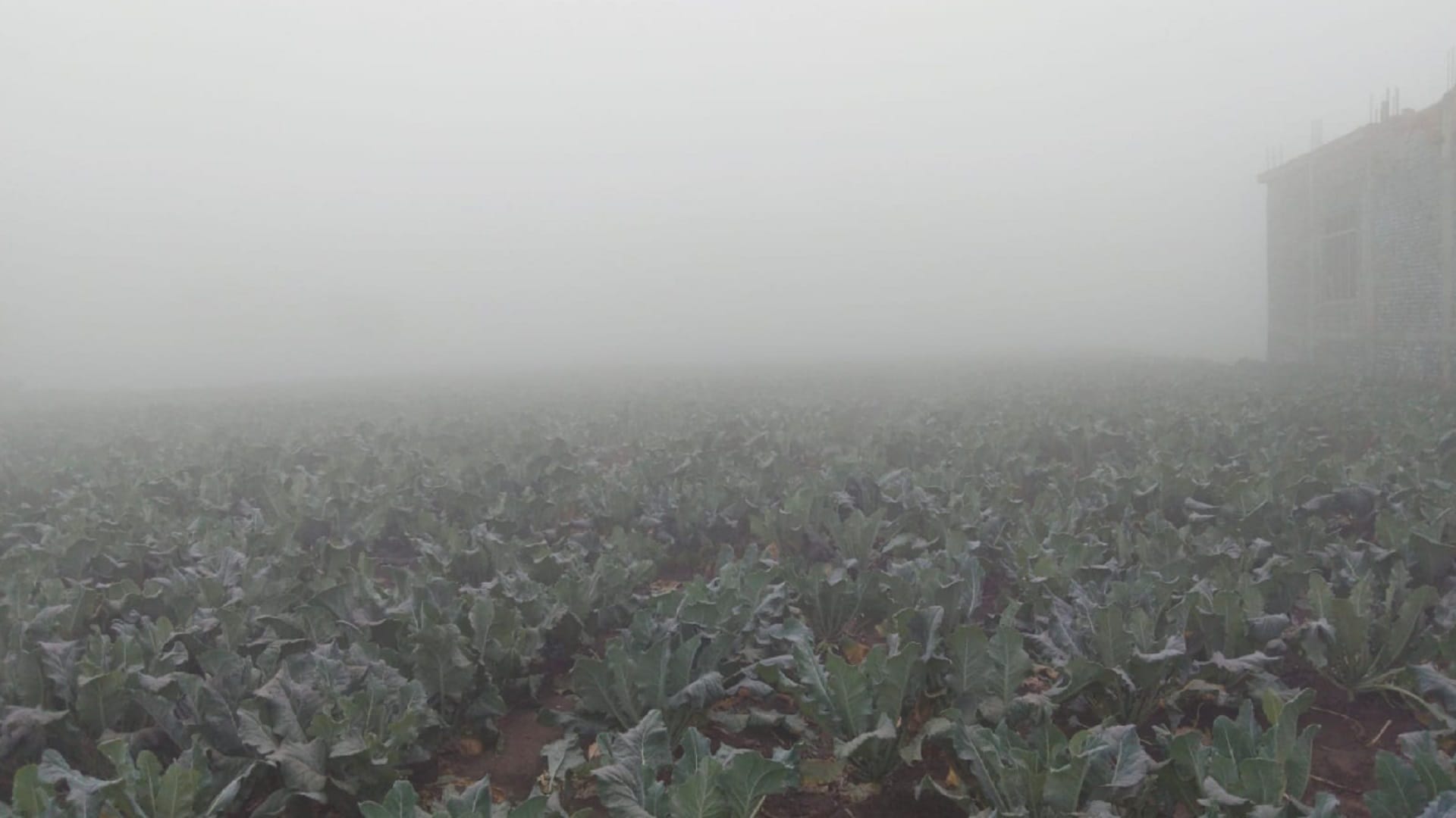 Up weather news: cold weather in Western up due to heavy fog