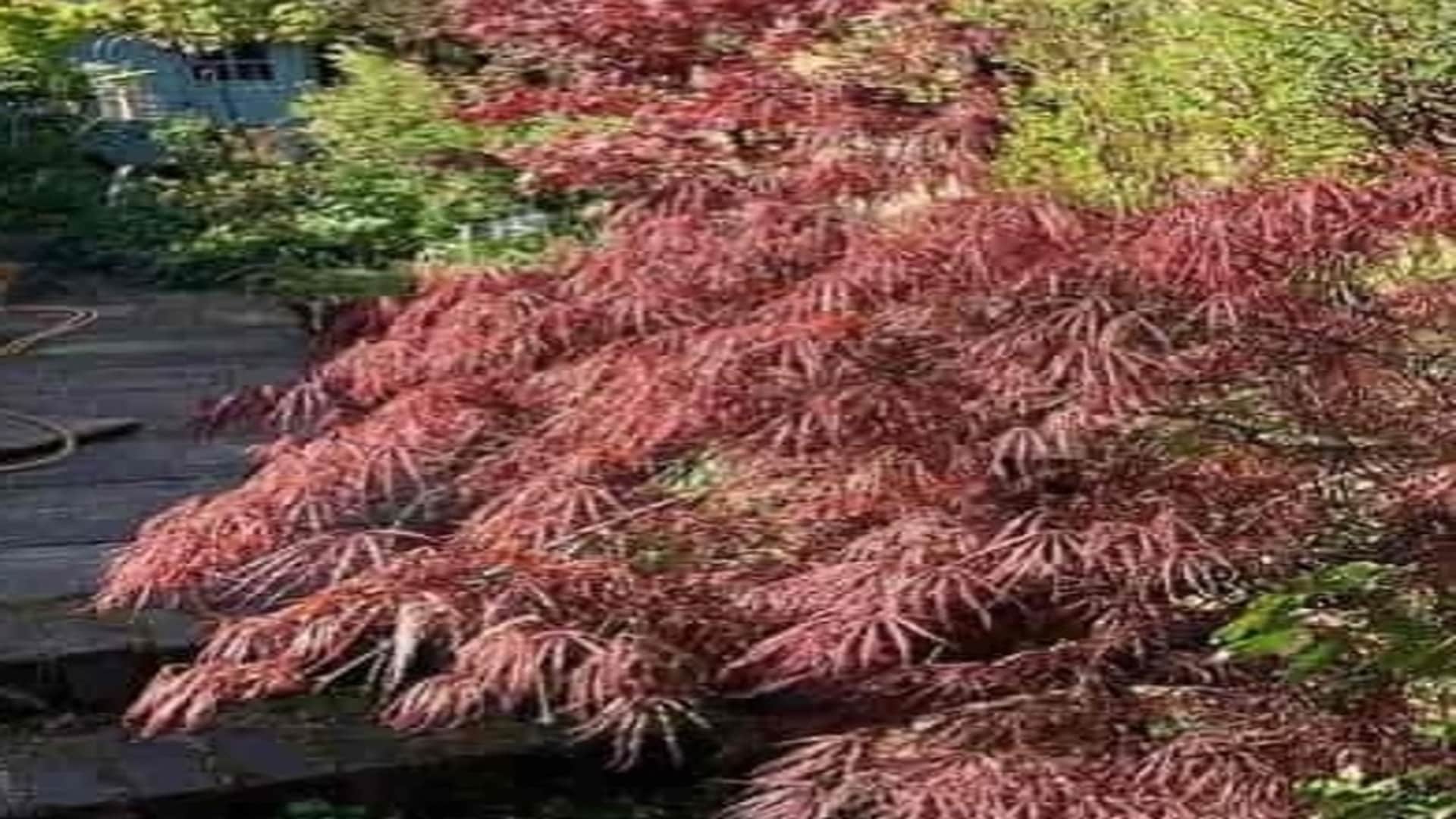 Optical Illusion: Can you find a hidden dog in image within 17 seconds Check your iq puzzle games