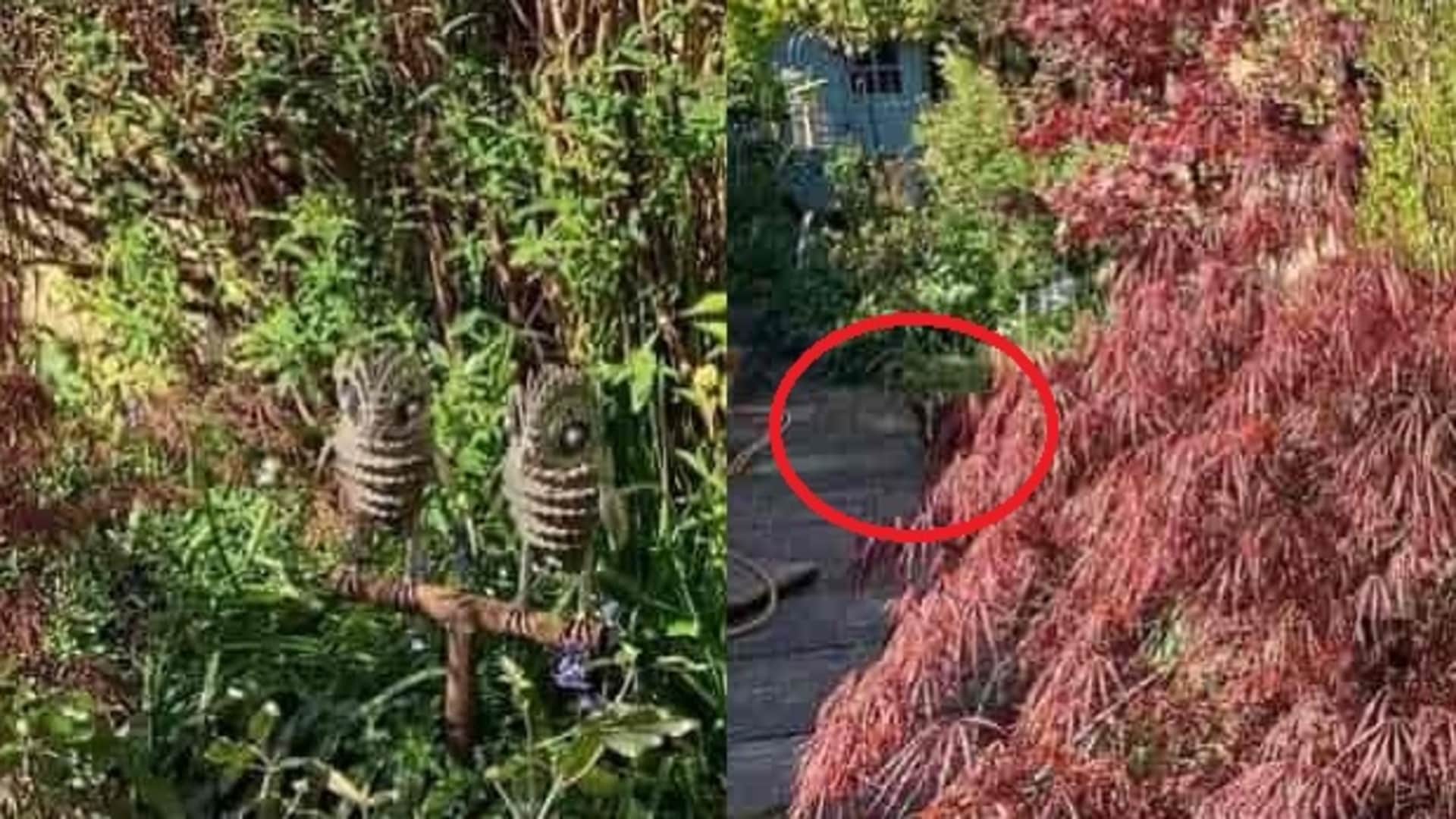 Optical Illusion: Can you find a hidden dog in image within 17 seconds Check your iq puzzle games