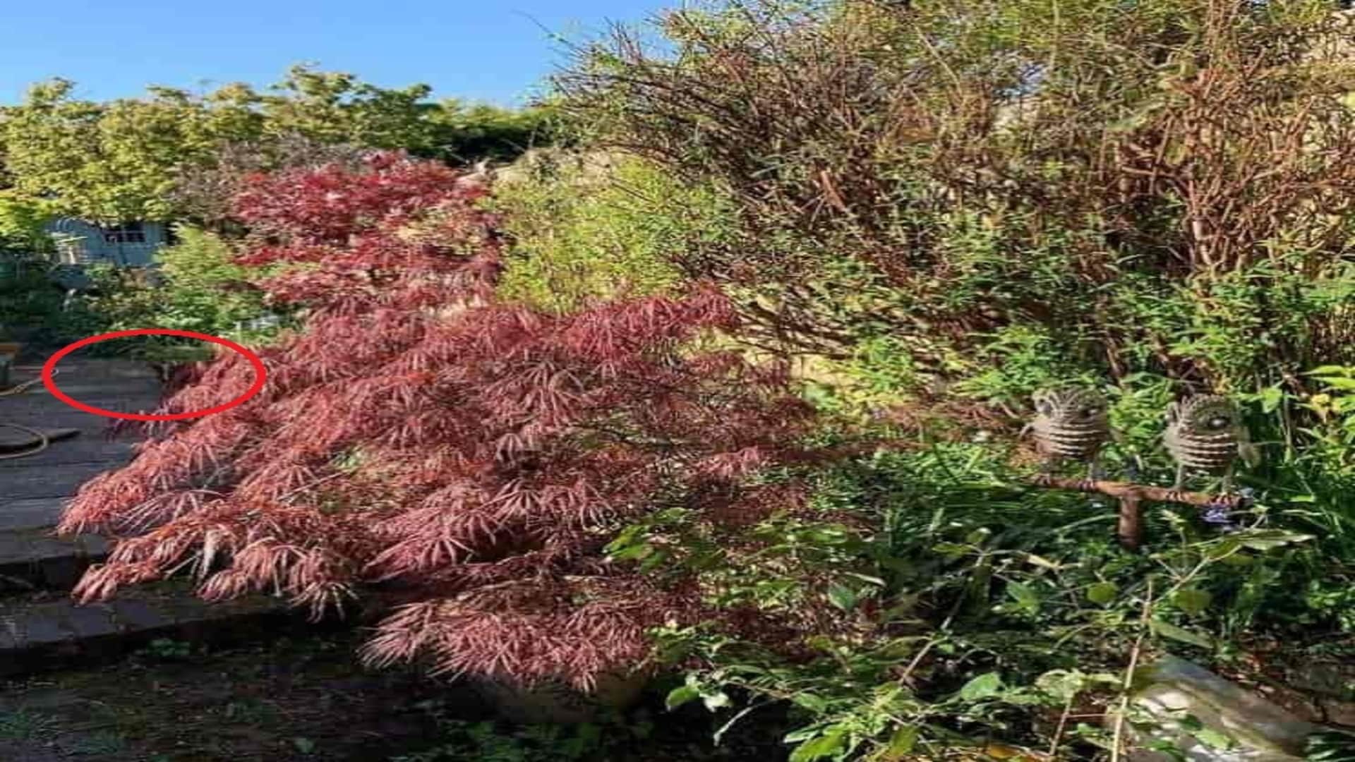 Optical Illusion: Can you find a hidden dog in image within 17 seconds Check your iq puzzle games