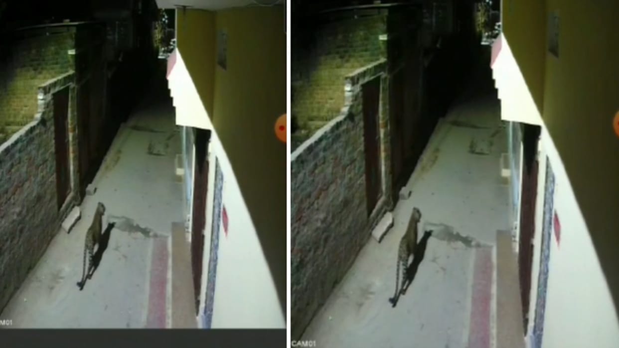 Leopard entered residential area of Gwalior people hiding in house due to panic movement captured in CCTV