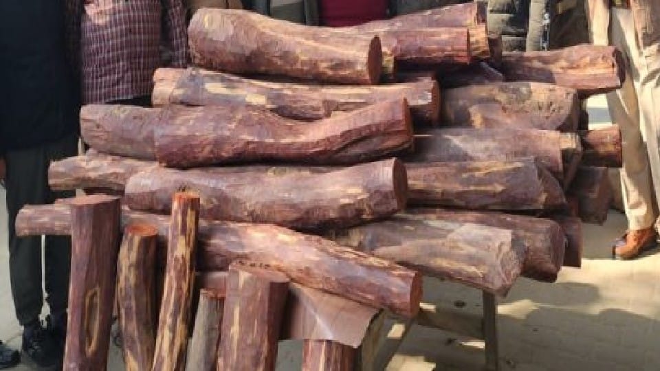 Tree Farming Business Plan: Sandalwood, Sagwan And Mahogany Tree Cost And Profit