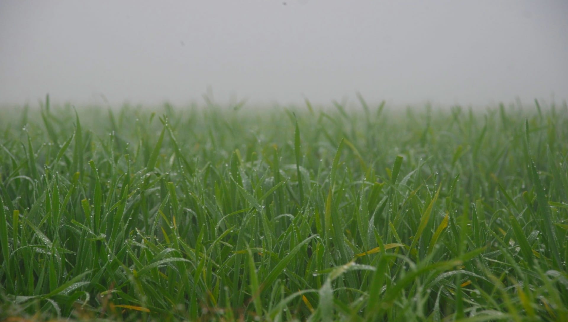 Weather Update: Western UP is chilling due to cold, Fog Continues