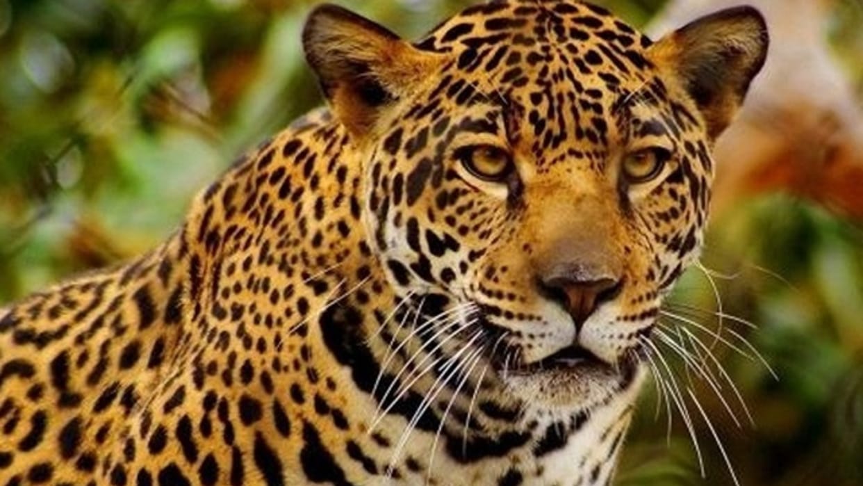 Two accused arrested in the case of leopard death in Shivpuri