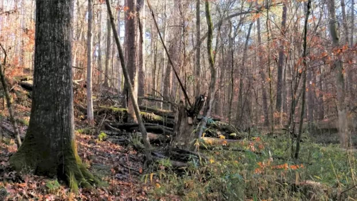 Optical Illusion: Can You Find The Hidden Deer In This Forest In Within 13 Seconds  brain teaser picture puzzl