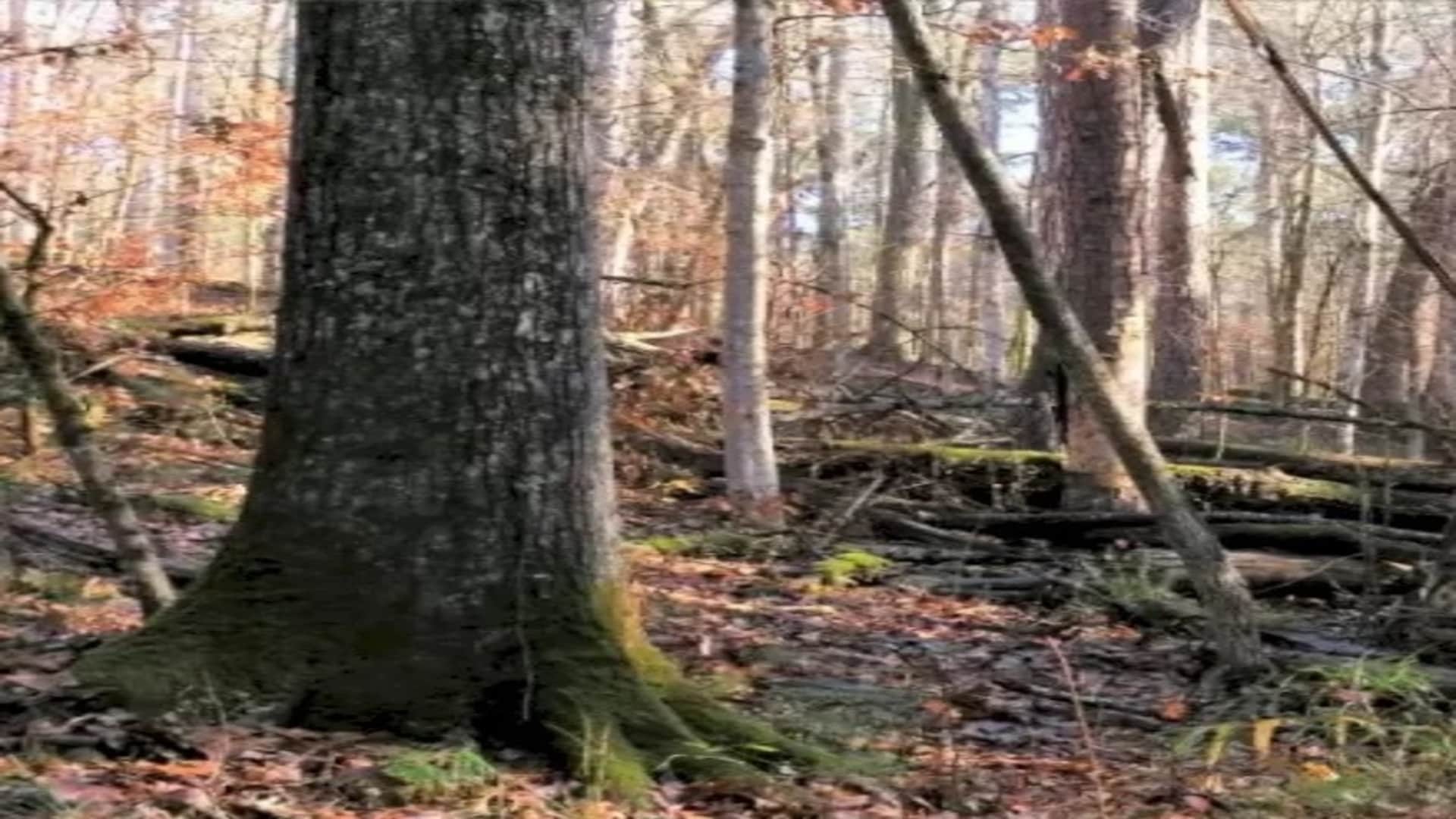 Optical Illusion: Can You Find The Hidden Deer In This Forest In Within 13 Seconds  brain teaser picture puzzl