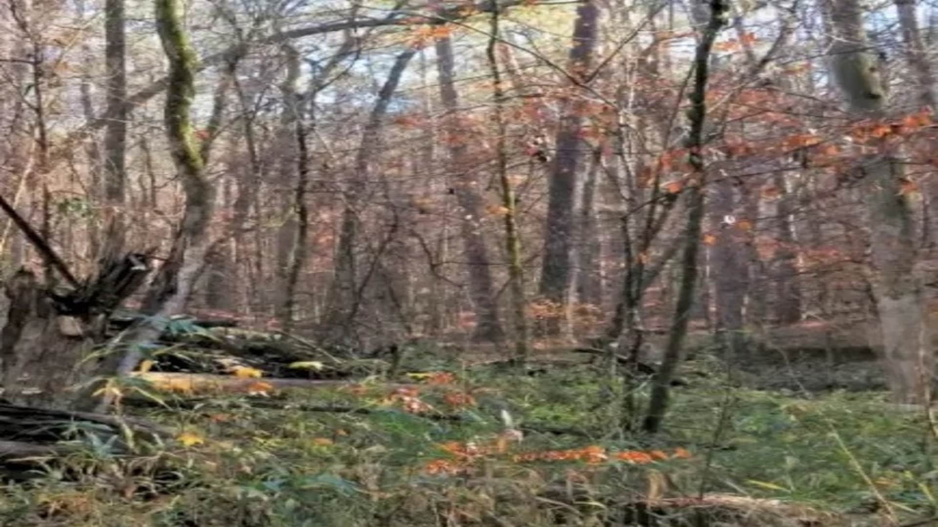 Optical Illusion: Can You Find The Hidden Deer In This Forest In Within 13 Seconds  brain teaser picture puzzl