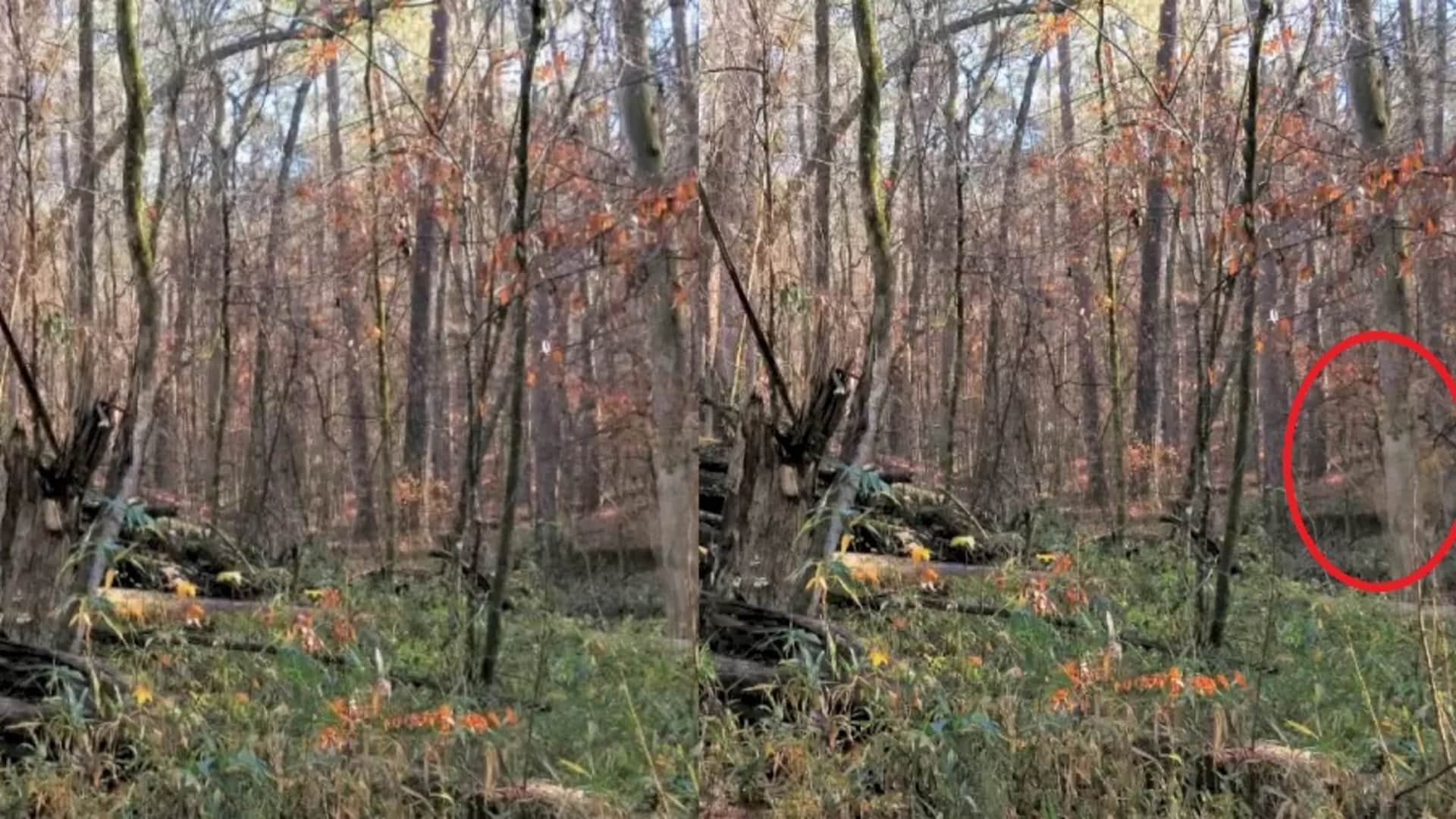 Optical Illusion: Can You Find The Hidden Deer In This Forest In Within 13 Seconds  brain teaser picture puzzl